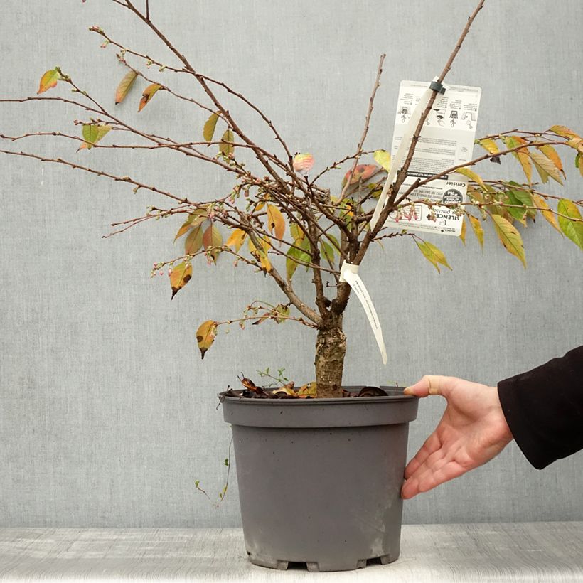 Exemplaar van Prunus subhirtella Autumnalis Rosea - Winterbloeiende kers Pot van 7,5 l/10 l zoals geleverd in de herfst