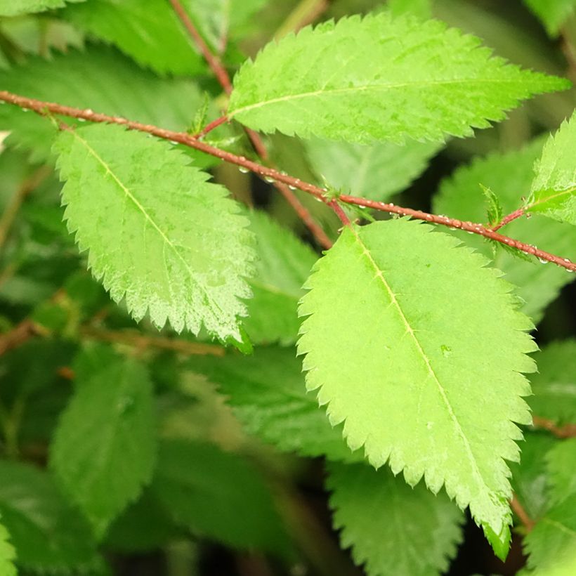 Prunus incisa Mikinori - Fuji-kers (Blad)