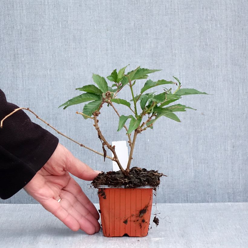 Example of Prunus incisa Paean - Fuji-kers Kweekpotje van 8/9 cm as you get in automne