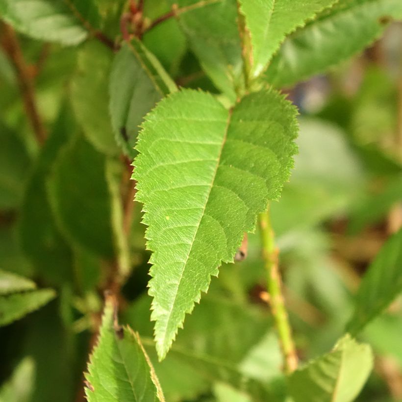 Prunus incisa Paean - Fuji-kers (Blad)
