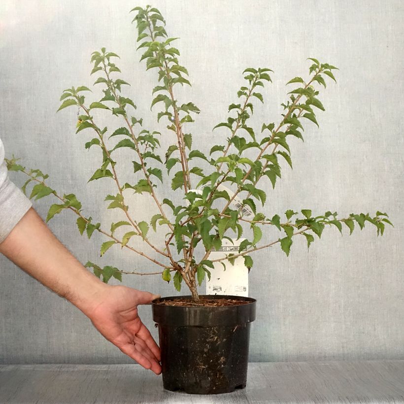 Exemplaar van Prunus incisa Yamadei - Fuji-kers Pot van 2 l/3 l zoals geleverd in de herfst