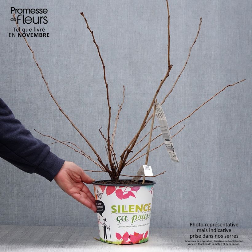 Exemplaar van Prunus Accolade - Japanse sierkers Pot van 4 l/5 l zoals geleverd in de herfst