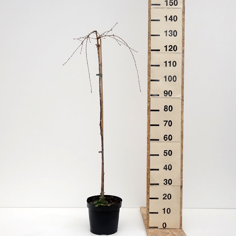 Example of Cerisier à fleurs du Japon - Prunus incisa Frilly Frock Pot van 7,5 l/10 l as you get in hiver