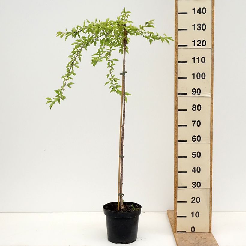 Exemplaar van Prunus incisa Frilly Frock - Fuji-kers Pot van 7,5 l/10 l, Stengel zoals geleverd in de lente