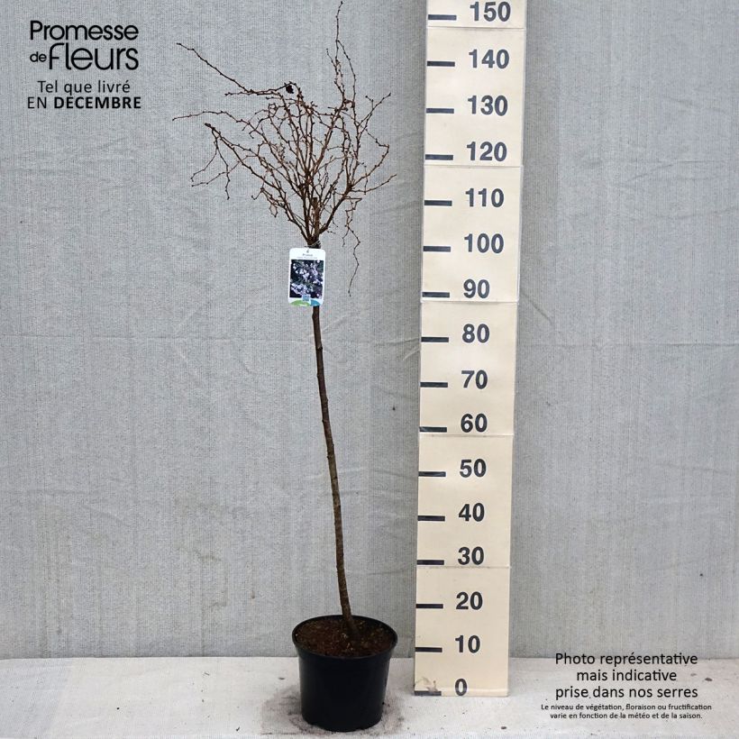 Exemplaar van Prunus incisa Kojo no mai - Fuji-kers Pot van 4 l/5 l, Stengel zoals geleverd in de herfst