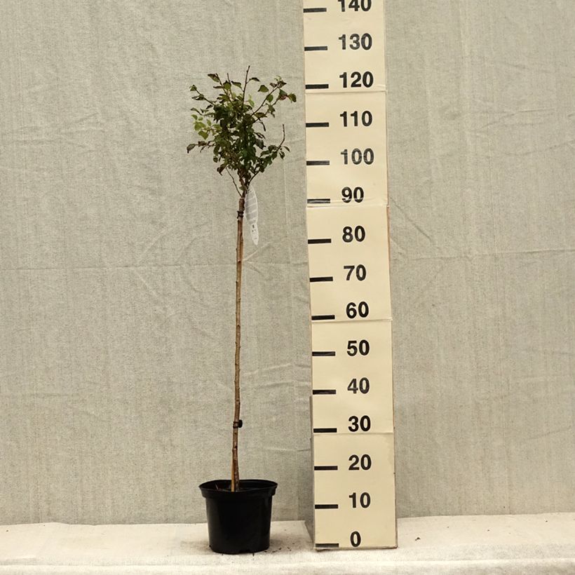 Exemplaar van Prunus incisa Kojo no mai - Fuji-kers Pot van 4 l/5 l, Stengel zoals geleverd in de zomer