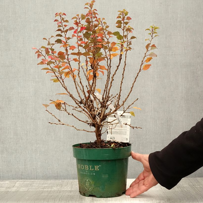 Exemplaar van Prunus incisa Kojo no mai - Fuji-kers Pot van 2 l/3 l zoals geleverd in de herfst