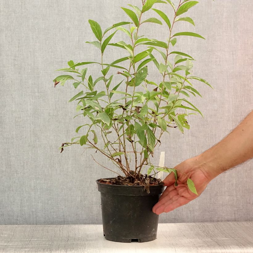 Exemplaar van Prunus glandulosa Rosea Plena - Witte amandel Pot van 3 l/4 l zoals geleverd in de zomer