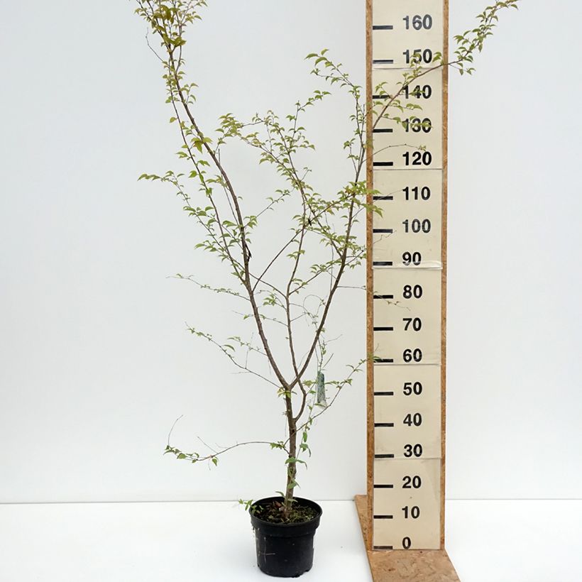 Exemplaar van Prunus subhirtella Hally Jolivette - Winterbloeiende kers Pot van 4 l/5 l zoals geleverd in de zomer
