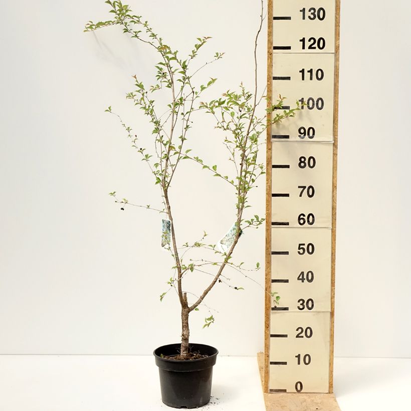 Exemplaar van Prunus subhirtella Hally Jolivette - Winterbloeiende kers Pot van 4 l/5 l zoals geleverd in de lente