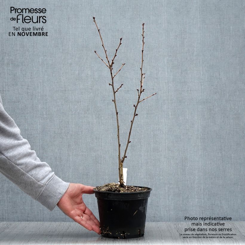 Exemplaar van Prunus hillieri Spire - Sierperzik Pot van 3 l/4 l zoals geleverd in de herfst