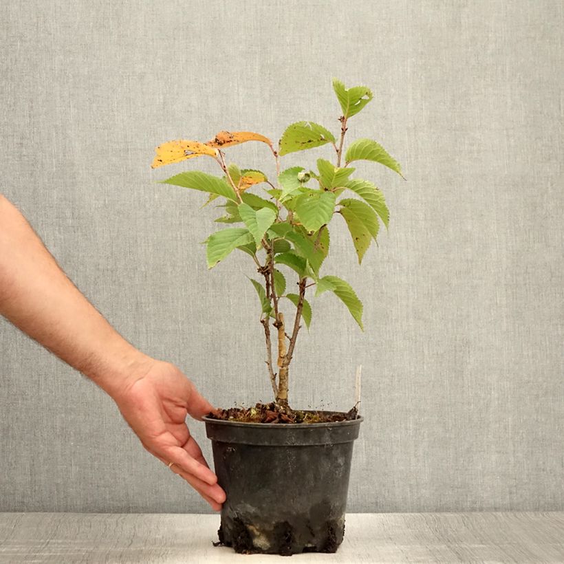 Exemplaar van Prunus hillieri Spire - Sierperzik Pot van 3 l/4 l zoals geleverd in de zomer