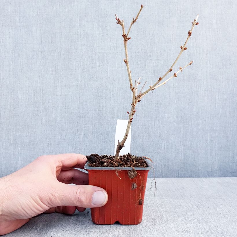 Example of Cerisier à fleurs - Prunus nipponica Brillant Kweekpotje van 8/9 cm as you get in hiver