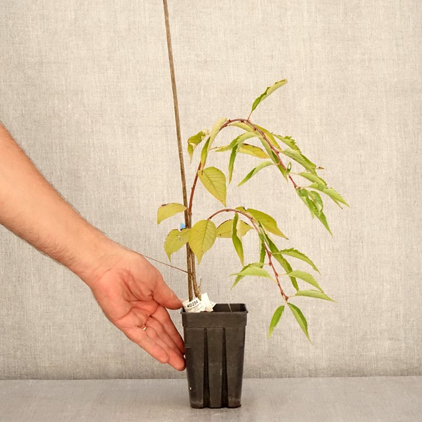 Example of Prunus Pink Cascade - Japanse sierkers Pot van 1 l/1,5 l as you get in ete