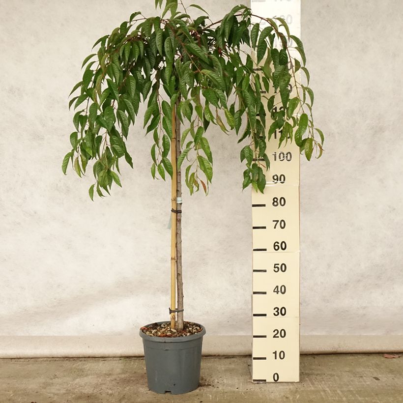 Exemplaar van Prunus serrulata Kiku Shidare Zakura - Japanse sierkers Pot van 7,5 l/10 l zoals geleverd in de zomer