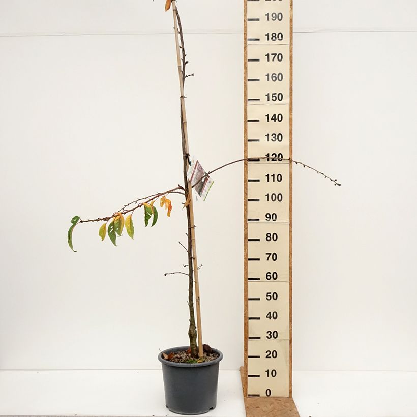 Exemplaar van Prunus serrulata Kiku Shidare Zakura - Japanse sierkers Pot van 7,5 l/10 l zoals geleverd in de herfst