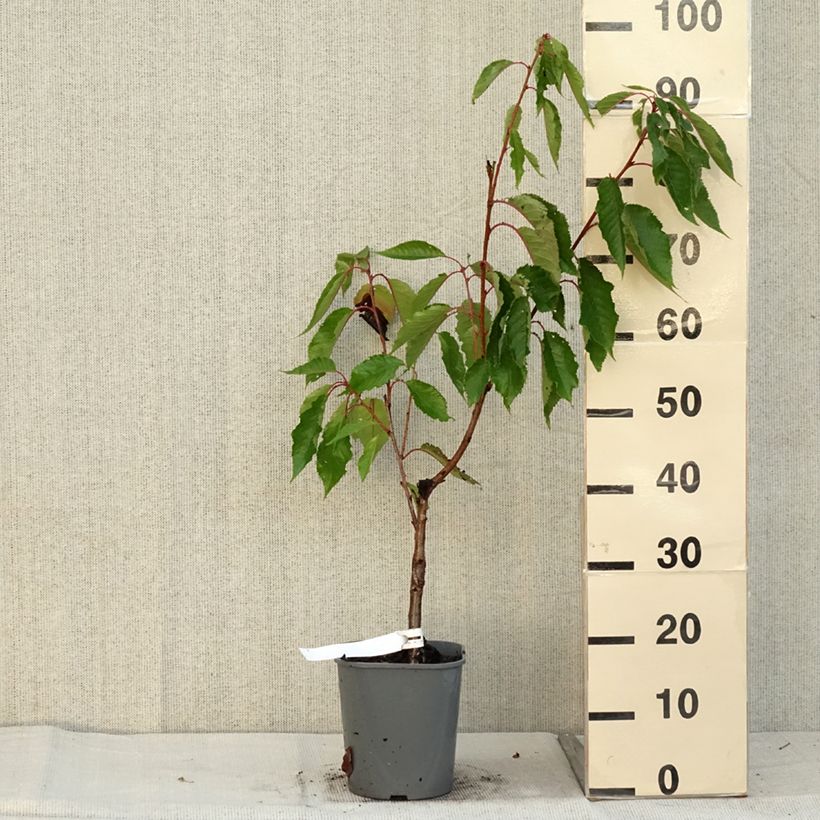Exemplaar van Prunus serrulata Pink Perfection - Japanse sierkers Pot van 4 l/5 l zoals geleverd in de herfst