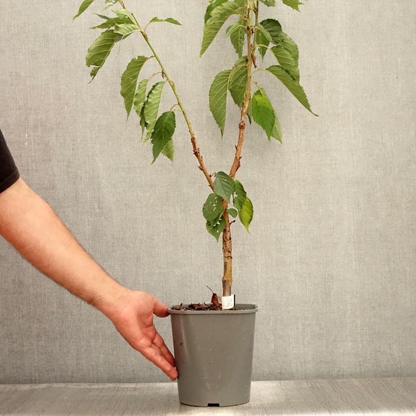 Exemplaar van Prunus serrulata Pink Perfection - Japanse sierkers Pot van 4 l/5 l zoals geleverd in de zomer