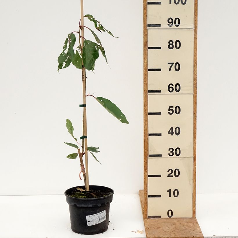 Example of Cerisier à fleurs - Prunus serrulata Tai-haku Pot van 4 l/5 l as you get in automne