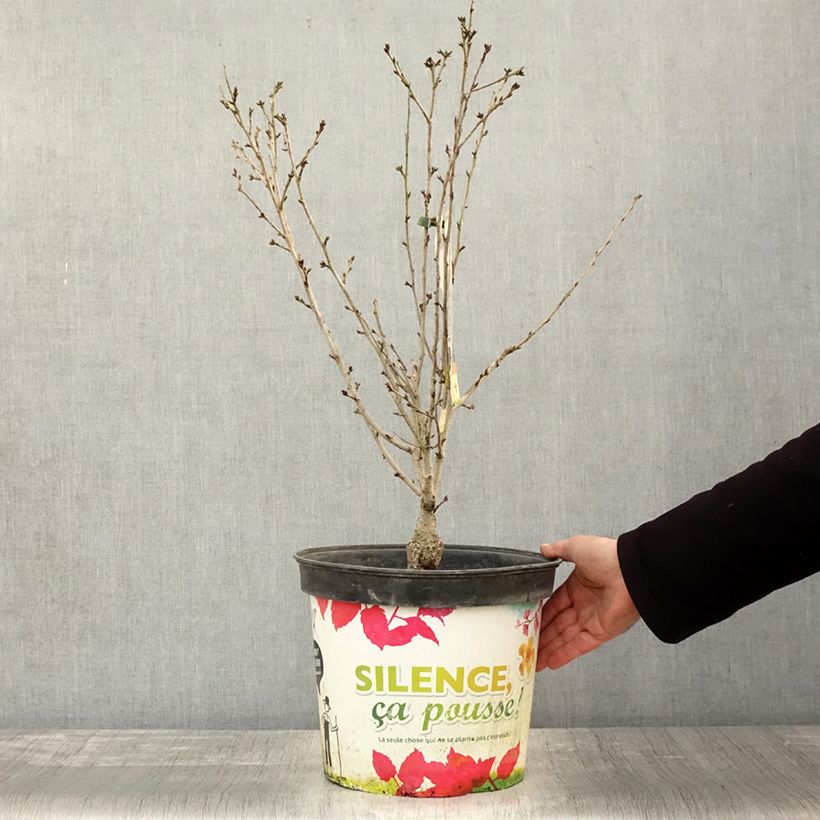 Exemplaar van Cerisier à fleurs - Prunus subhirtella Fukubana Pot de 7,5L/10L zoals geleverd in de herfst