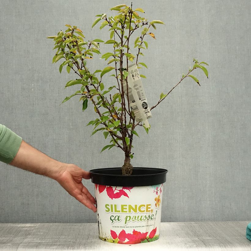 Exemplaar van Prunus subhirtella Fukubana - Winterbloeiende kers Pot van 7,5 l/10 l zoals geleverd in de zomer