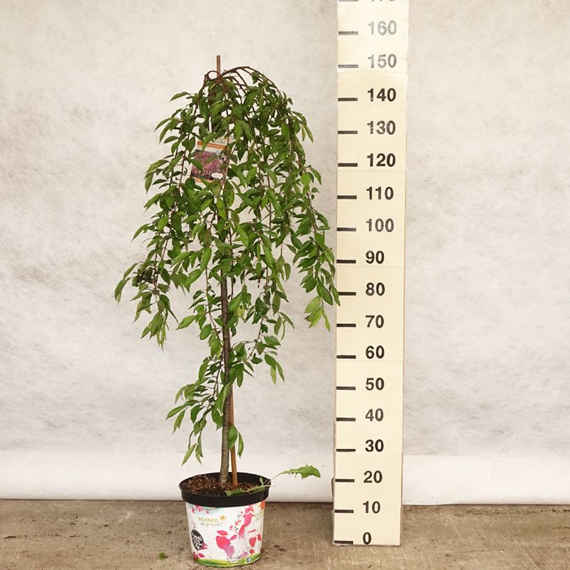 Exemplaar van Prunus subhirtella Pendula Rubra - Winterbloeiende kers Pot van 7,5 l/10 l, Stengel zoals geleverd in de lente