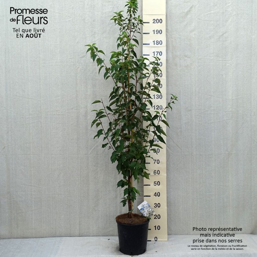 Exemplaar van Prunus Umineko - Winterbloeiende kers Pot van 12 l/15 l zoals geleverd in de zomer
