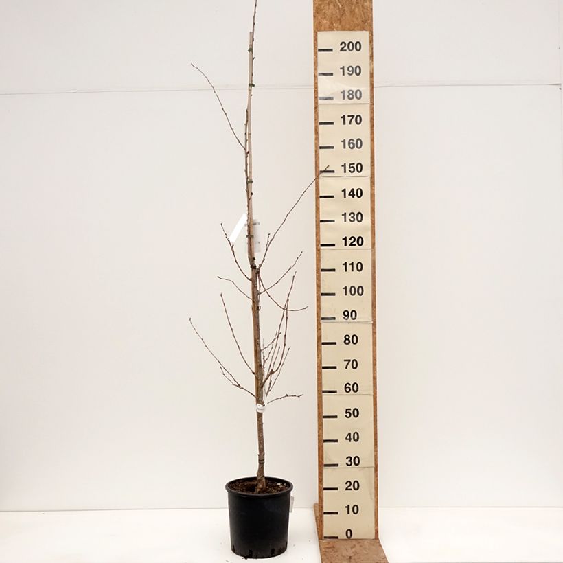 Exemplaar van Prunus yedoensis - Yoshinokers Pot van 12 l/15 l zoals geleverd in de winter