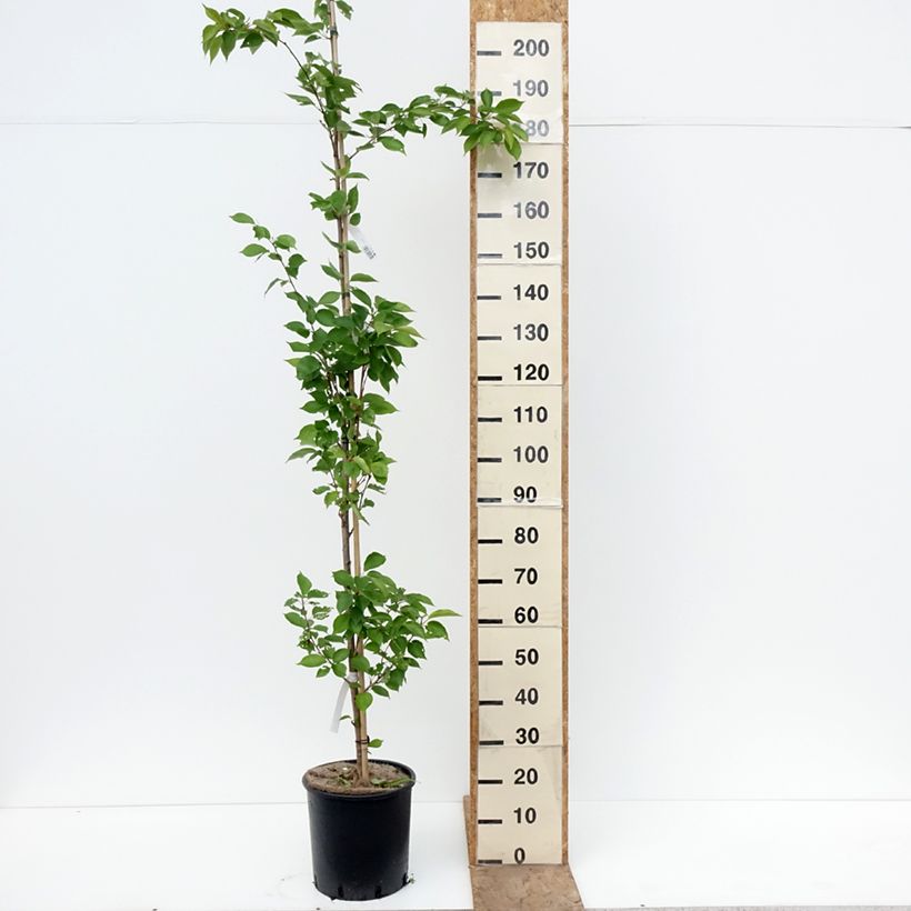 Exemplaar van Prunus yedoensis - Yoshinokers Pot van 12 l/15 l zoals geleverd in de lente