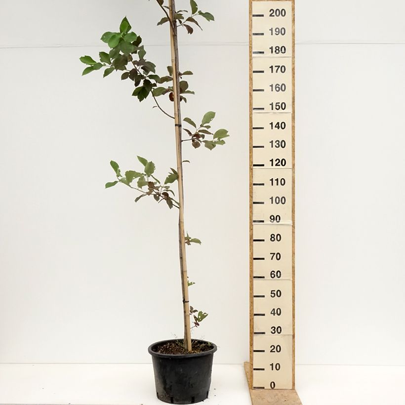 Exemplaar van Prunus virginiana Canada Red - Kleine vogelkers Pot van 20 l/25 l zoals geleverd in de lente