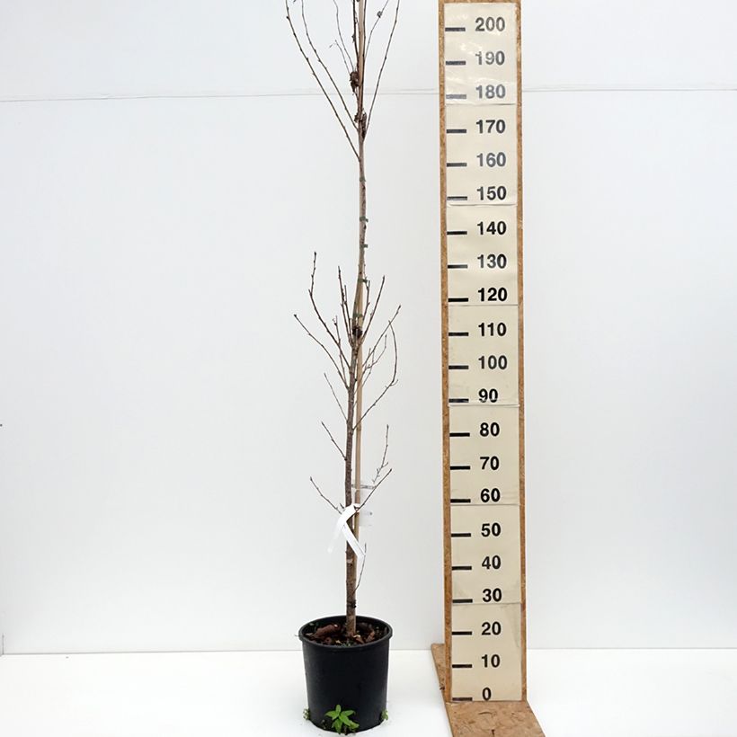 Exemplaar van Prunus serrulata Sunset Boulevard - Japanse sierkers Pot van 12 l/15 l zoals geleverd in de herfst