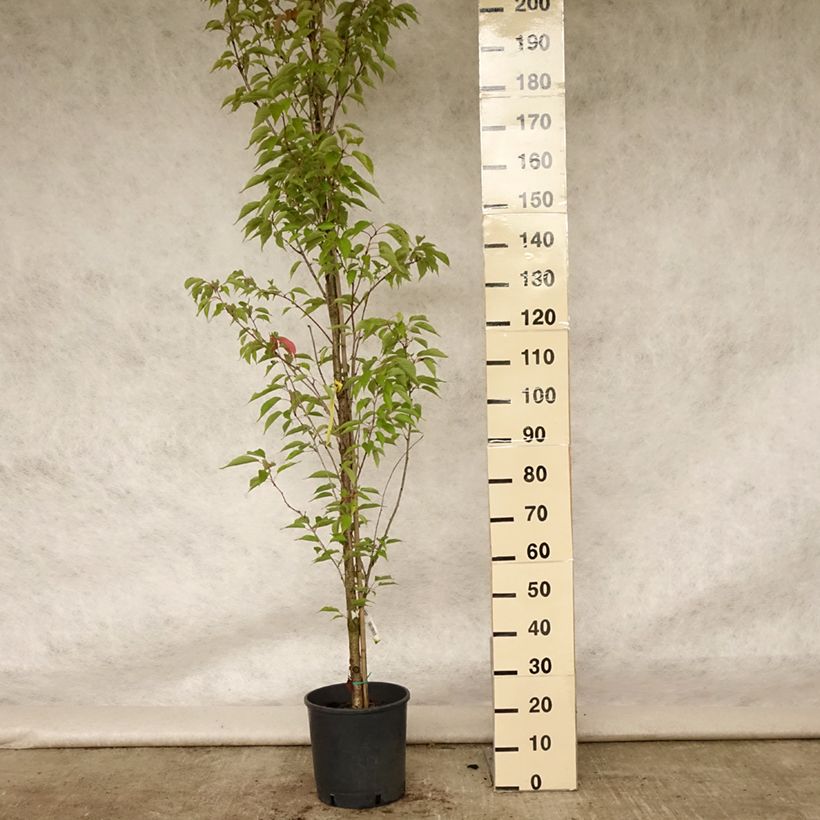 Exemplaar van Prunus serrulata Sunset Boulevard - Japanse sierkers Pot van 12 l/15 l zoals geleverd in de zomer