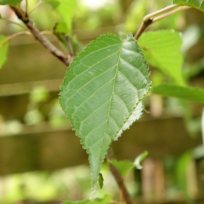 Prunus serrulata Sunset Boulevard - Japanse sierkers (Blad)