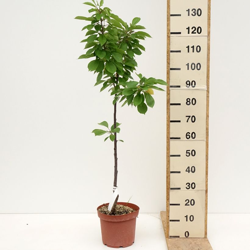 Exemplaar van Vroege Engelse zure kers Pot van 7,5 l/10 l, Onderstam zoals geleverd in de lente