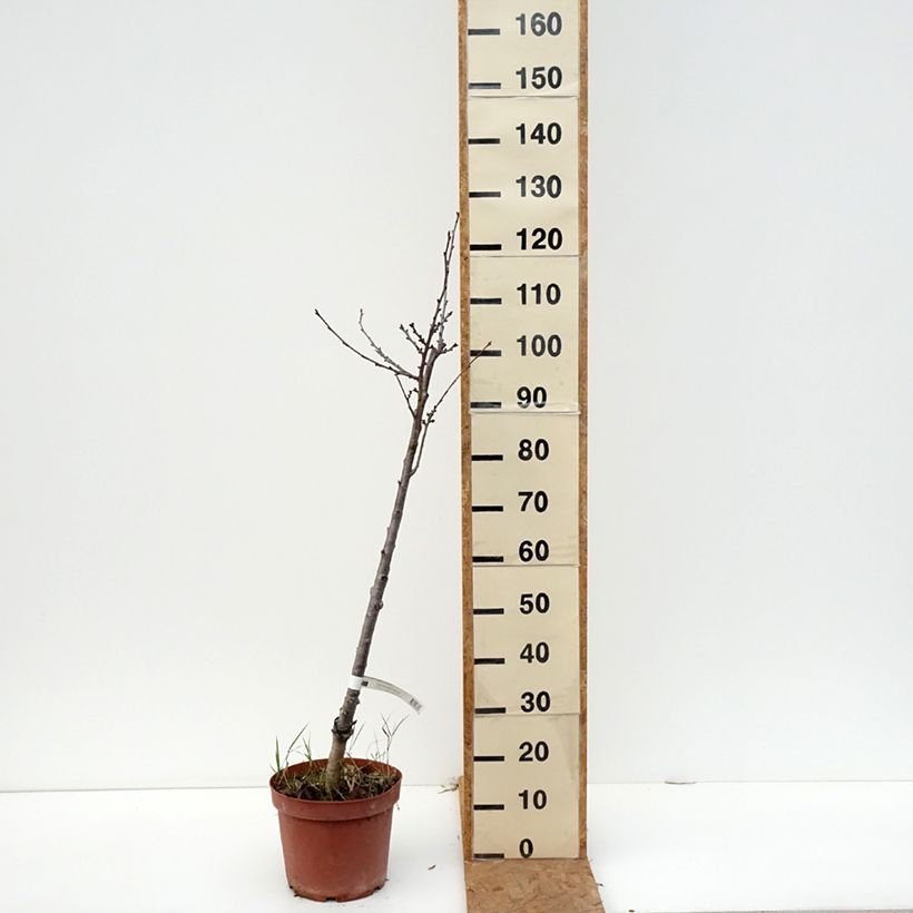 Exemplaar van Vroege Engelse zure kers Pot van 7,5 l/10 l, Onderstam zoals geleverd in de herfst