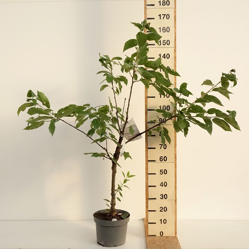 Exemplaar van Zure kers Belle Magnifique Georges Delbard Pot van 7,5 l/10 l, Kelkvormig zoals geleverd in de zomer