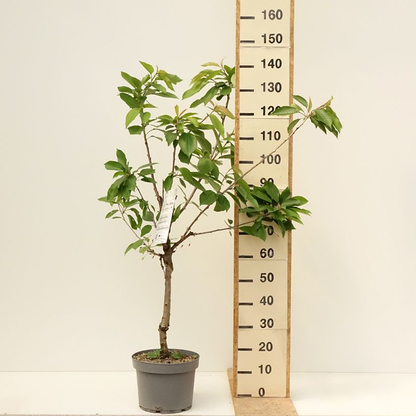 Exemplaar van Zure kers Belle Magnifique Georges Delbard Pot van 7,5 l/10 l, Kelkvormig zoals geleverd in de lente