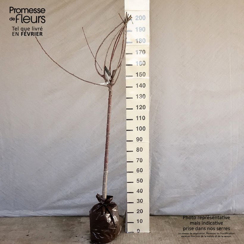 Exemplaar van Zoete kers Bigalise (Enjidel) Georges Delbard Plantklare kluit, Half-hoge stam zoals geleverd in de winter