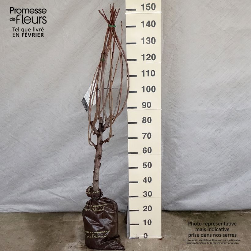 Exemplaar van Zoete kers Bigalise (Enjidel) Georges Delbard Plantklare kluit, Kelkvormig zoals geleverd in de winter