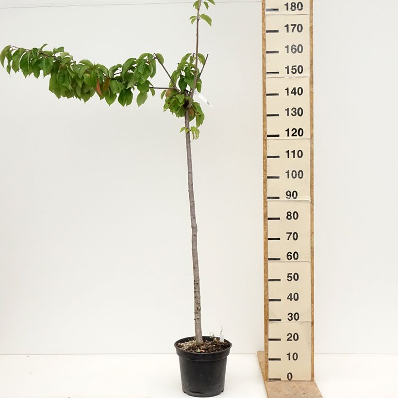 Exemplaar van Zoete kers Bigalise (Enjidel) Georges Delbard Pot van 7,5 l/10 l, Half-hoge stam zoals geleverd in de lente