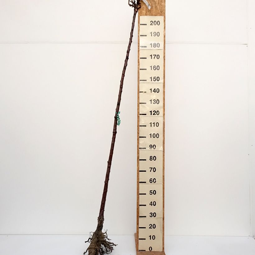 Exemplaar van Zoete kers Bigarreau Burlat Naakte wortel, Hoogstam zoals geleverd in de winter