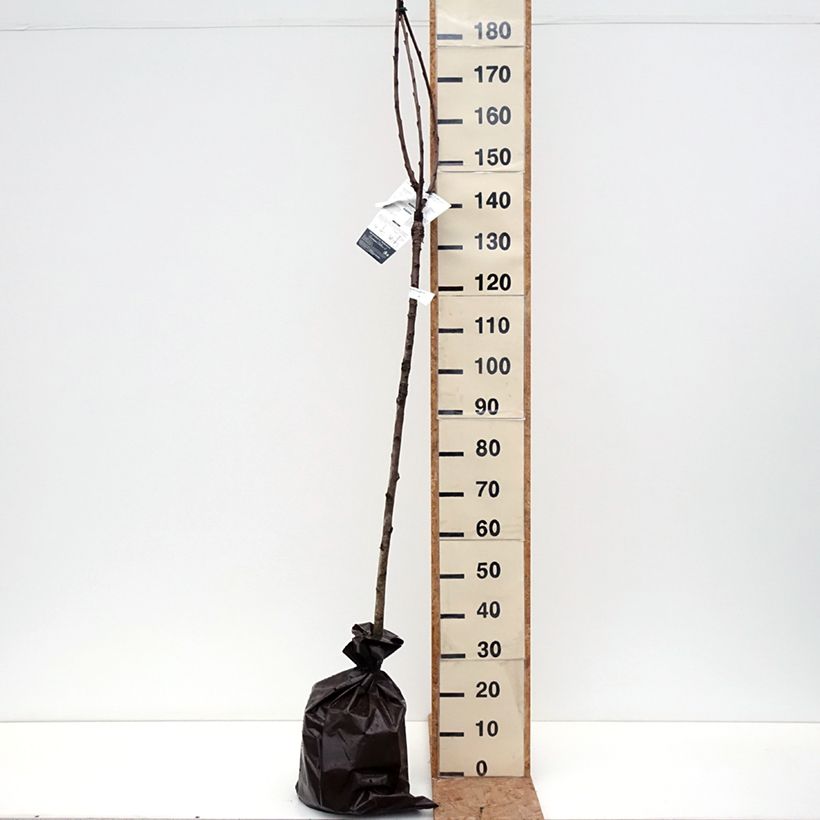 Exemplaar van Kers Bigarreau van Sint-Jan Plantklare kluit, Half-hoge stam zoals geleverd in de herfst