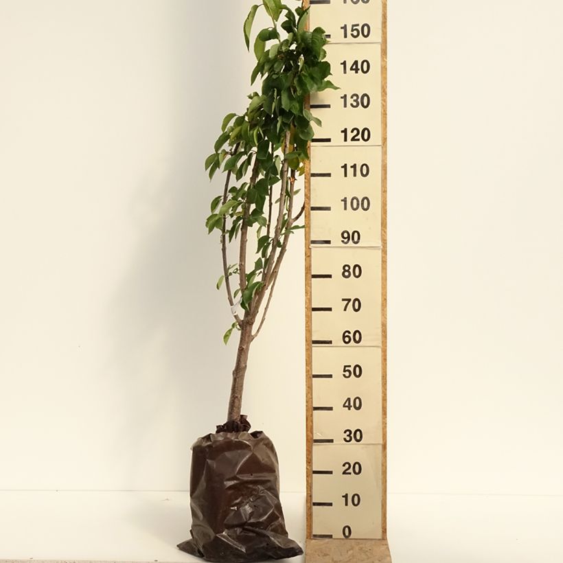 Exemplaar van Zoete kers Délice de Malicorne Georges Delbard Plantklare kluit, Kelkvormig zoals geleverd in de zomer