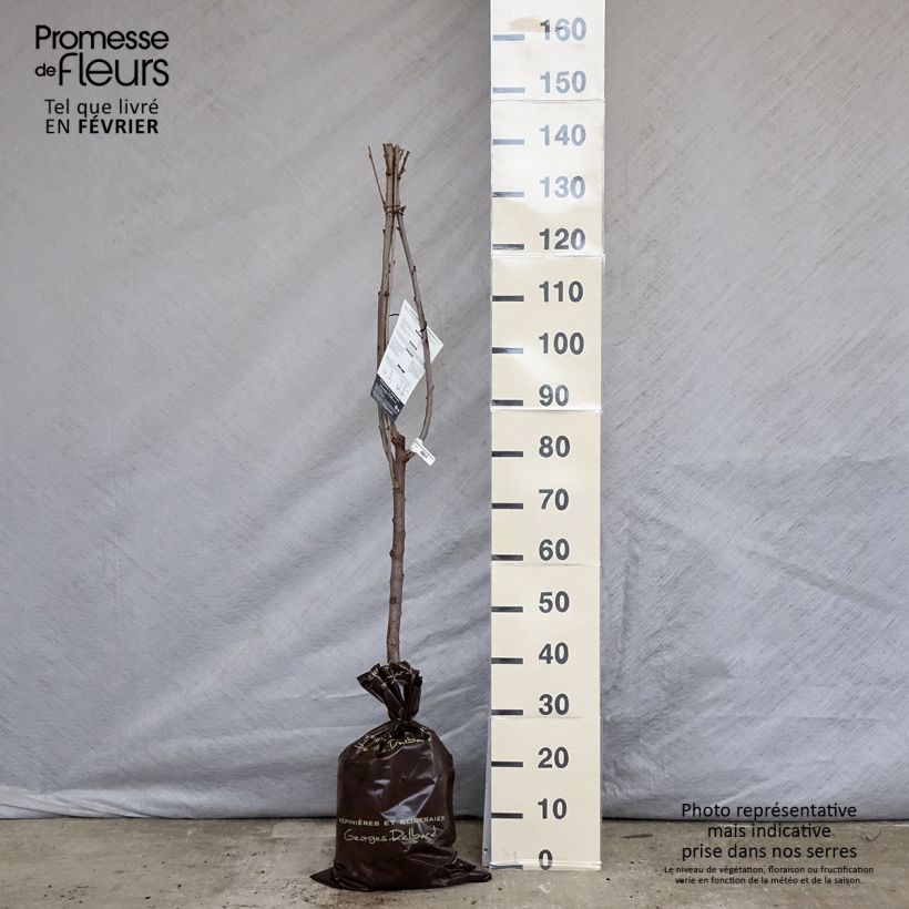 Exemplaar van Zoete kers Délice de Malicorne Georges Delbard Plantklare kluit, Kelkvormig zoals geleverd in de winter