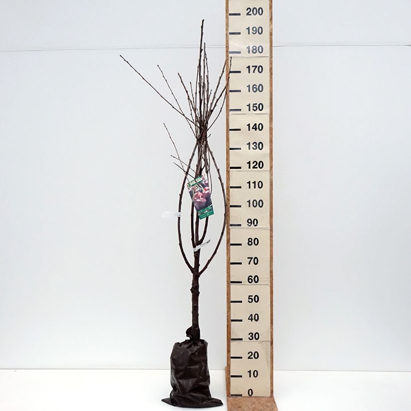 Exemplaar van Zoete kers Délice de Malicorne Georges Delbard Plantklare kluit, Kelkvormig zoals geleverd in de herfst