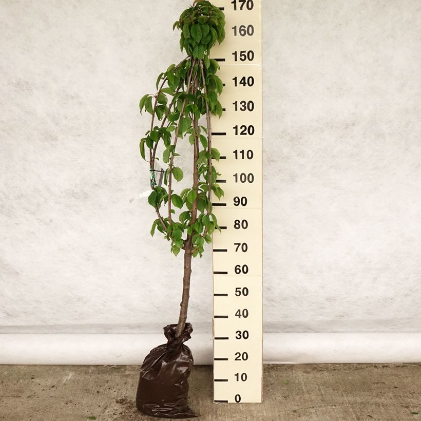 Exemplaar van Zoete kers Rivedel Georges Delbard Plantklare kluit, Kelkvormig zoals geleverd in de lente