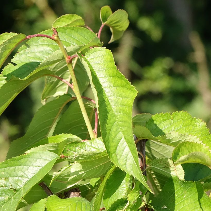 Zoete kers Rivedel Georges Delbard (Blad)