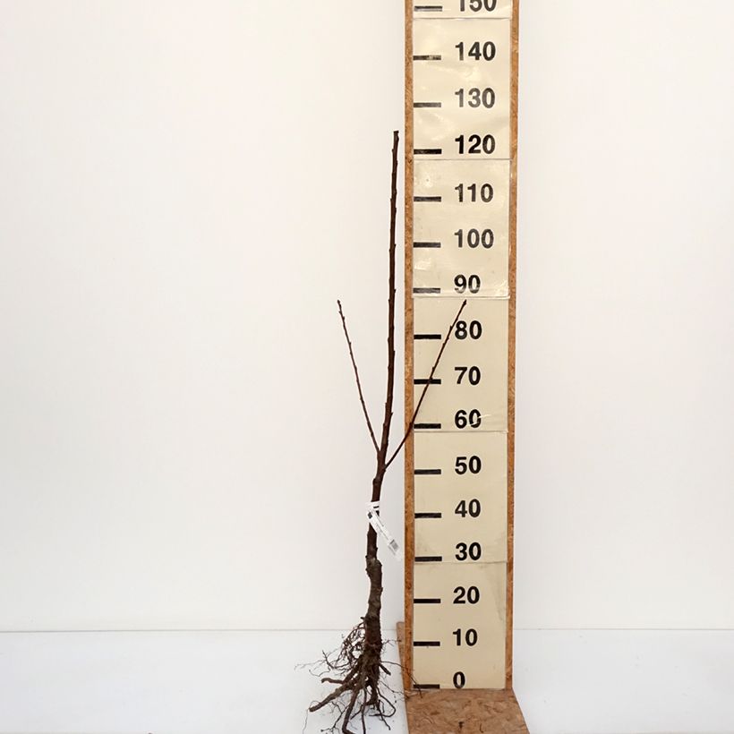 Exemplaar van Zoete kers Gele Bigarreau van Missen BIO Naakte wortel, Onderstam zoals geleverd in de winter