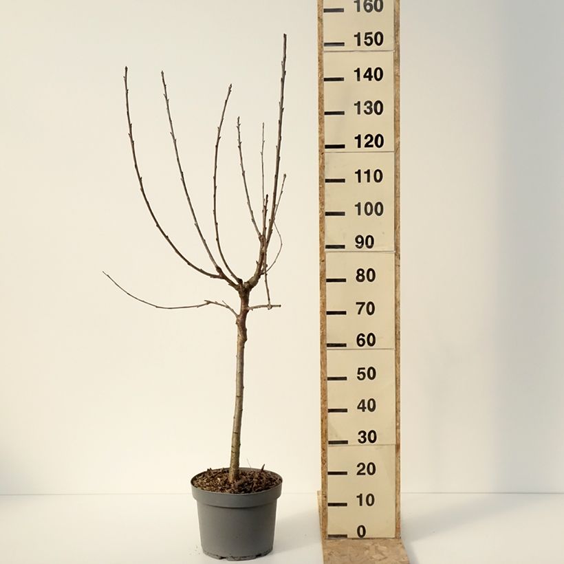 Exemplaar van Zoete kers Marmotte Pot van 7,5 l/10 l, Kelkvormig zoals geleverd in de winter