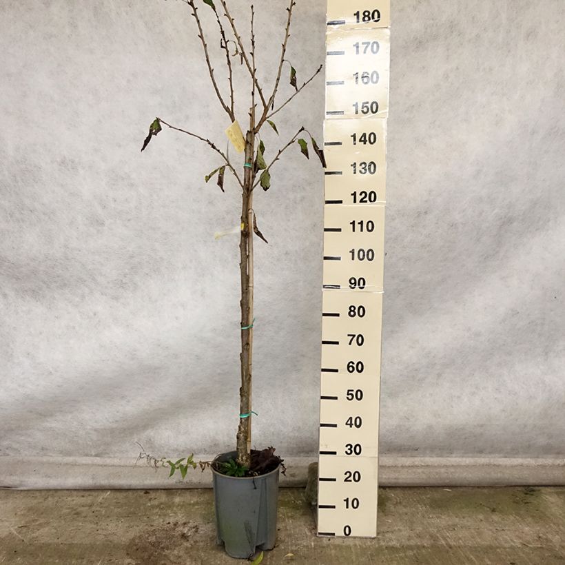 Exemplaar van Zoete kers Bigarreau Moreau Pot van 7,5 l/10 l, Half-hoge stam zoals geleverd in de herfst